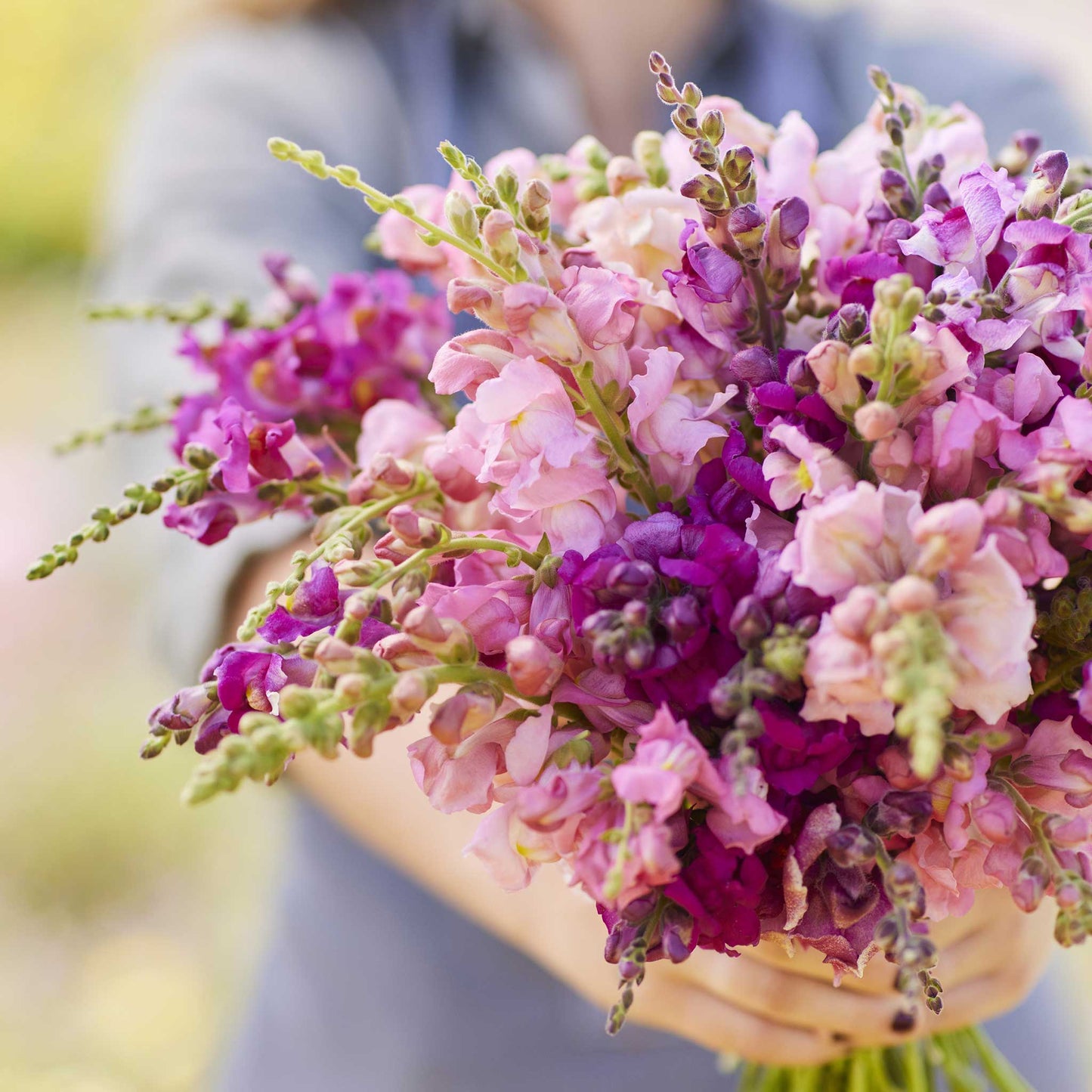 A close up of a person holding a bouquet of snapdragon coolsnap pink mix flowers in a garden setting.