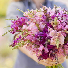 A close up of a person holding a bouquet of snapdragon coolsnap pink mix flowers in a garden setting.