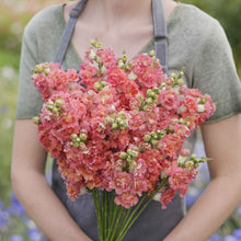 Snapdragon madame butterfly bronze white flowers held by person on blurred background