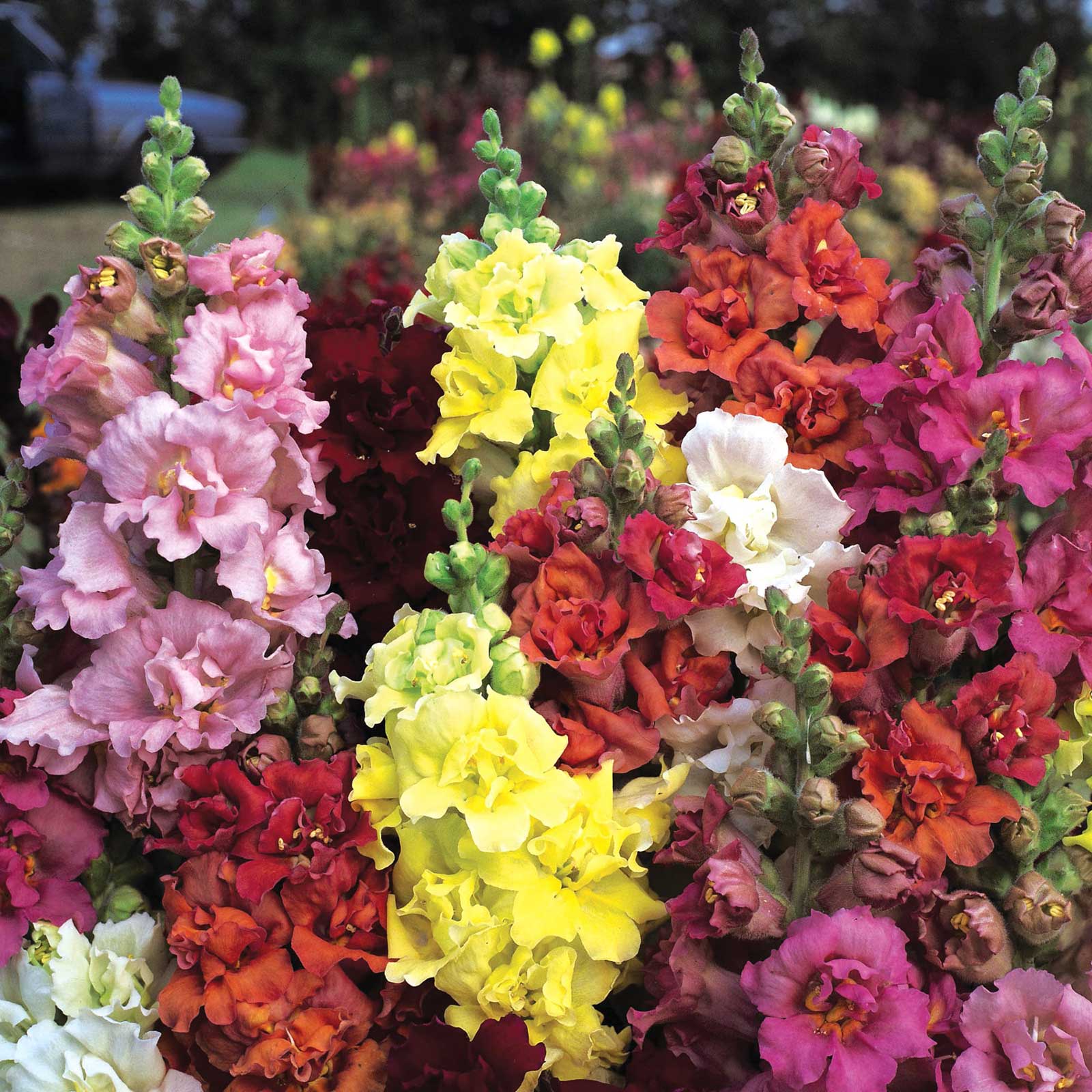 Snapdragon madam butterfly mix pink, yellow and orange blooms on blurred background