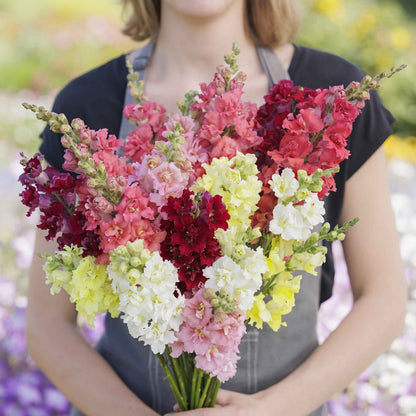Snapdragon madame butterfly mix colorful flowers held by person on blurred background