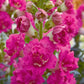 Snapdragon madame butterfly rose deep pink flowers on a blurred garden background