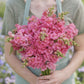 Snapdragon madame butterfly rose pink and yellow flowers on a soft blurred background