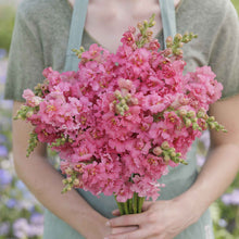 Snapdragon madame butterfly rose pink and yellow flowers on a soft blurred background