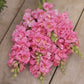 Snapdragon madame butterfly rose pink and orange flowers with green blurred background