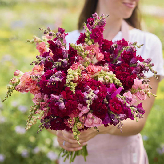 Snapdragon passion mix deep red flowers held by person against a blurred background