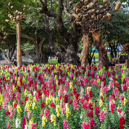 Snapdragon rainbow mix multicolored flowers growing in a green garden background