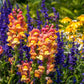 A close-up shot of blooming rocket bronze snapdragon flowers, showing their unique trumpet-like shape.