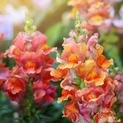 A close-up of vibrant rocket bronze snapdragon flowers with yellow and red accents, against a soft green background.