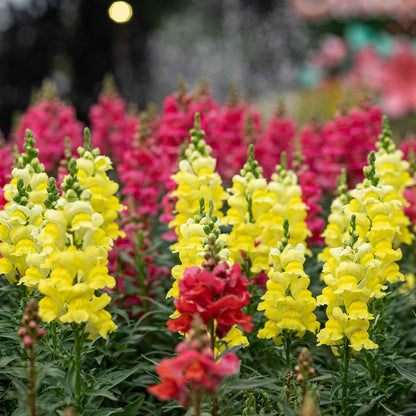 Snapdragon sonnet yellow bright yellow flowers with a green blurred background