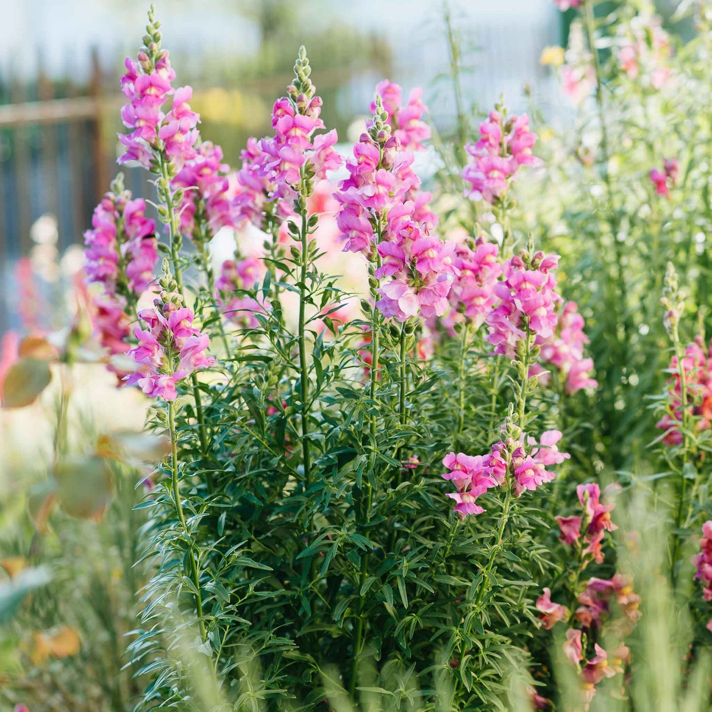 A vibrant close-up of the rose snapdragon flower with green foliage in the background.