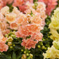 Snapdragon twinny peach orange and pink flower cluster with a green background