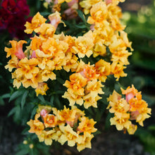 Snapdragon twinny yellow shades yellow flowers in full bloom on a blurred background