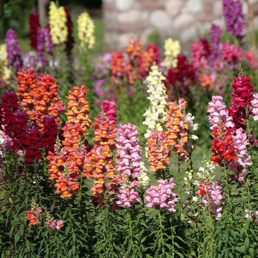Snapdragon tetra mix purple and pink blooms on green stems with a blurred background