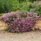 Pink Rock Soapwort flowers covering a mounded plant on a sandy stone background