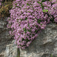 Pink Rock Soapwort flowers cascading over a large gray rocky background