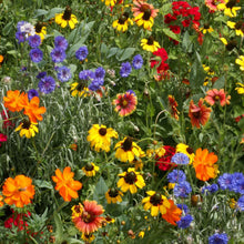Multicolored southeast native wildflowers including orange, yellow, red, and blue in a garden setting.