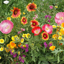 Colorful mix of southeast native flowers including red, pink, yellow, and purple in a garden setting.