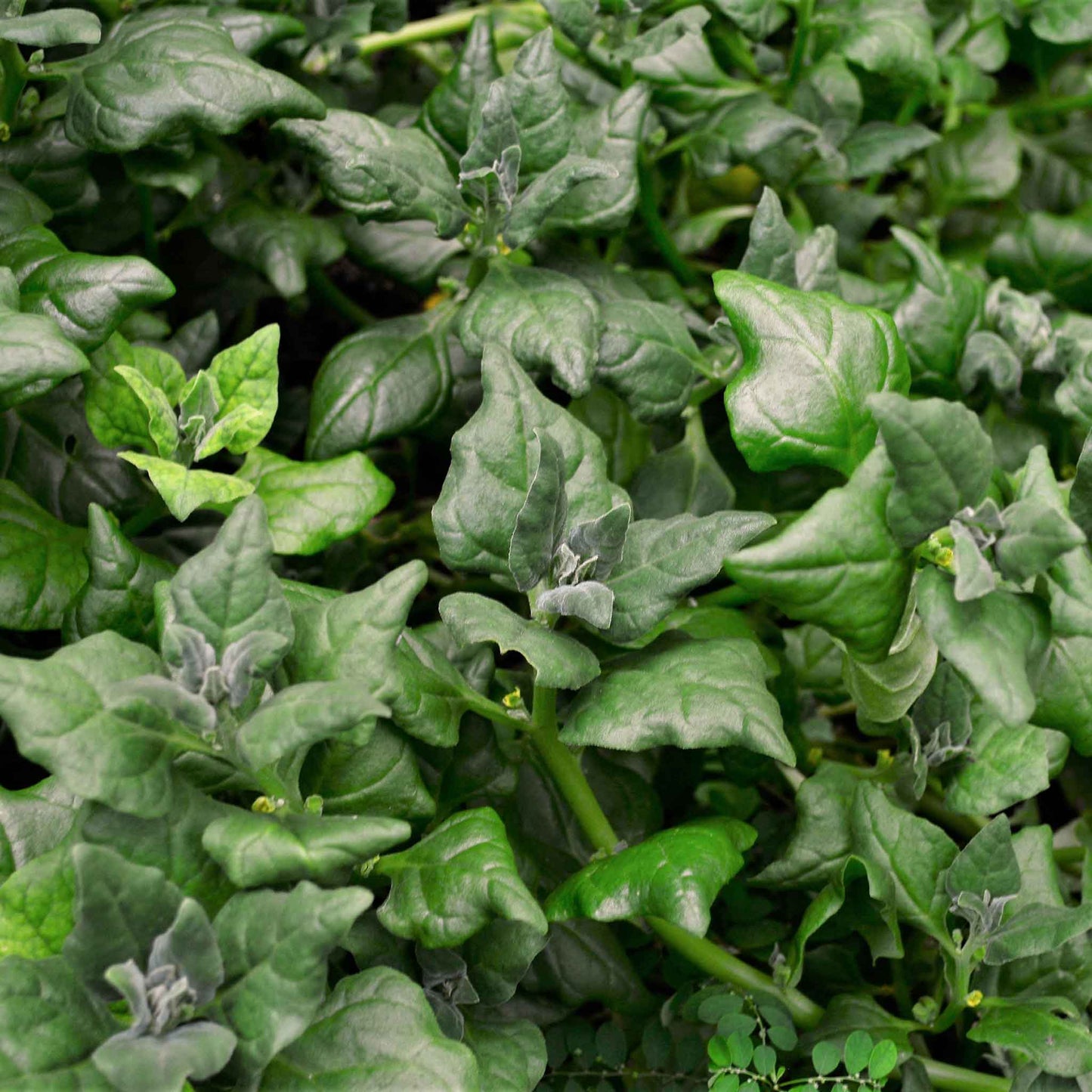 A pile of New Zealand spinach showing its deep green color.