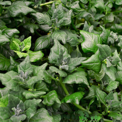 A pile of New Zealand spinach showing its deep green color.