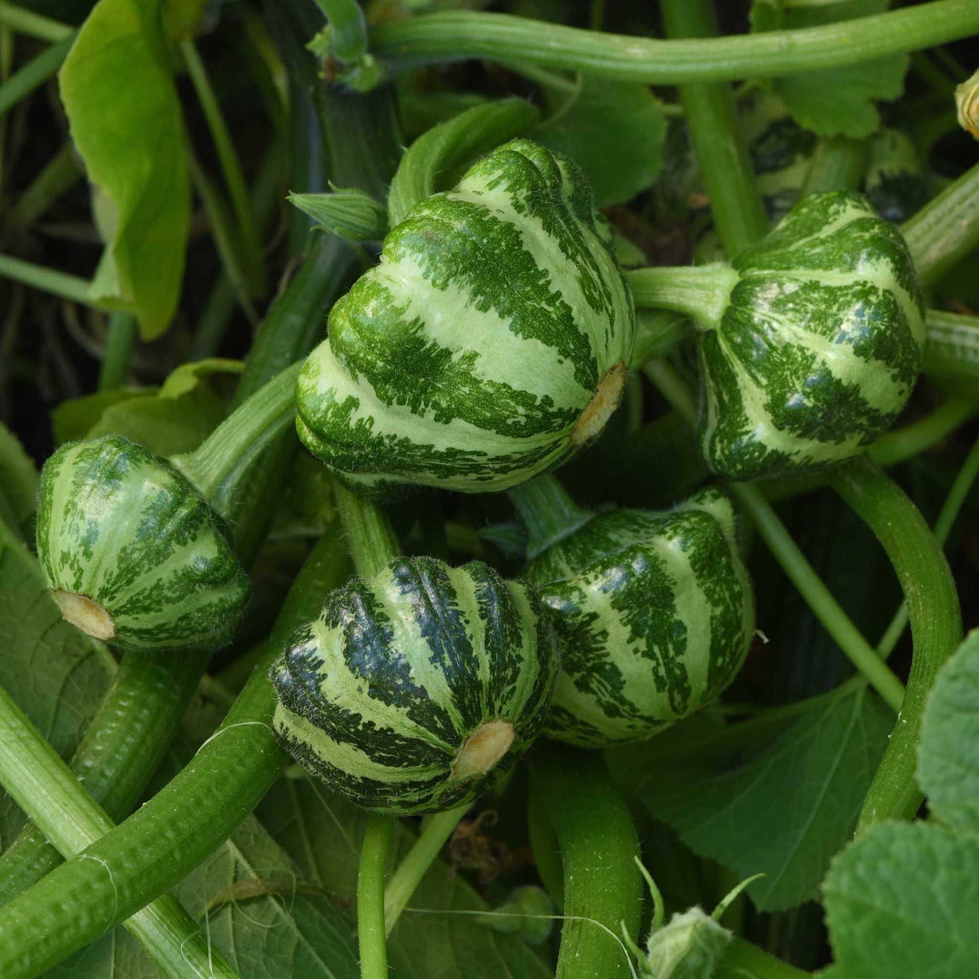 Scallop shaped Green Lightning squash with a unique shape and green and white striped skin growing on a vine