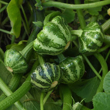 Scallop shaped Green Lightning squash with a unique shape and green and white striped skin growing on a vine