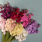 Katz formula mix stock in red, pink, and cream tones displayed against a plain gray background.