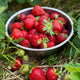 Strawberry Roots (Junebearing) - All Star
