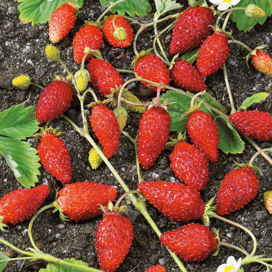 Alpine Strawberry Baron Solemacher strawberries with green stems, nestled amongst foliage.