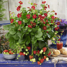 A pot growing strawberry Berries Basket Ruby Ann fruits in a rustic setting