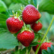 Strawberry Roots (Junebearing) - Chandler