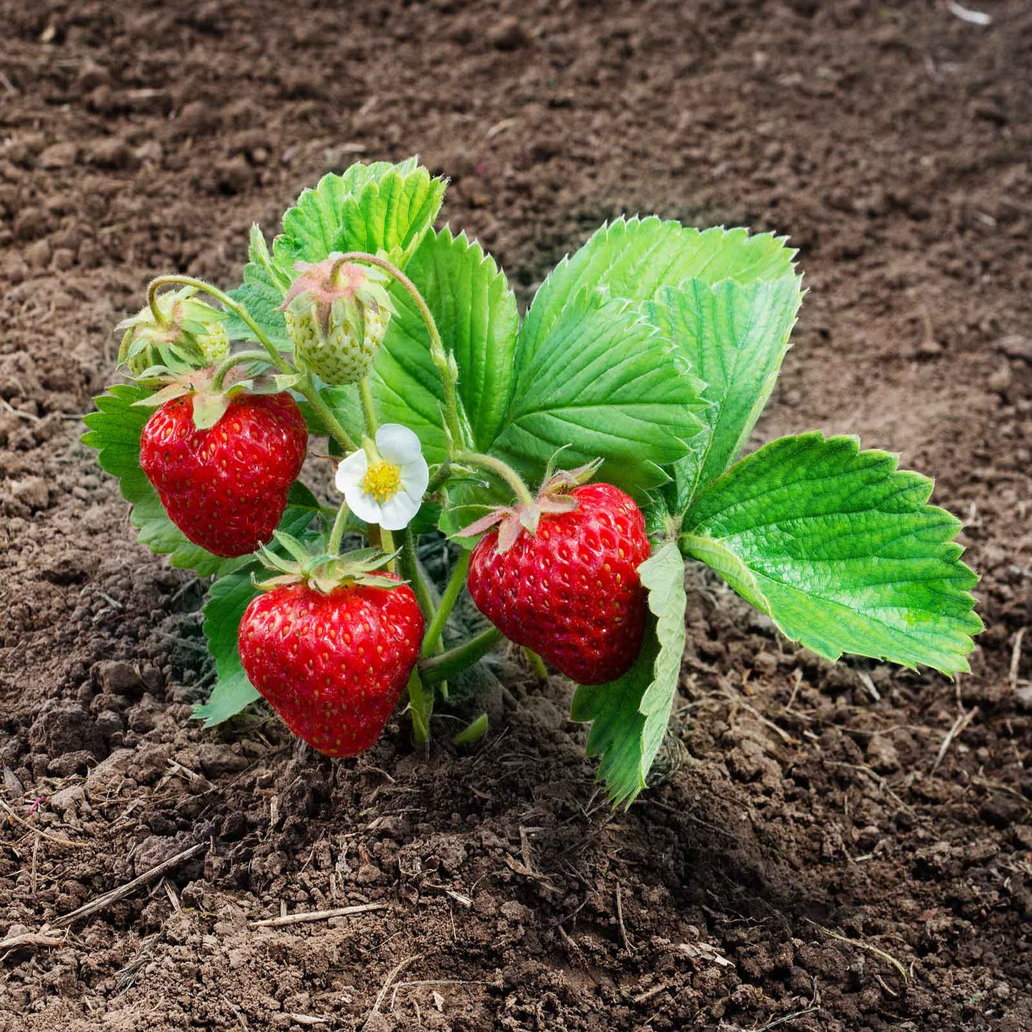 Strawberry ozark plant with red strawberries and green leaves on soil background