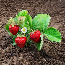 Strawberry ozark plant with red strawberries and green leaves on soil background
