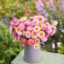 Bouquet of bright rose strawflowers in a metal pitcher on a wooden table with a garden background.
