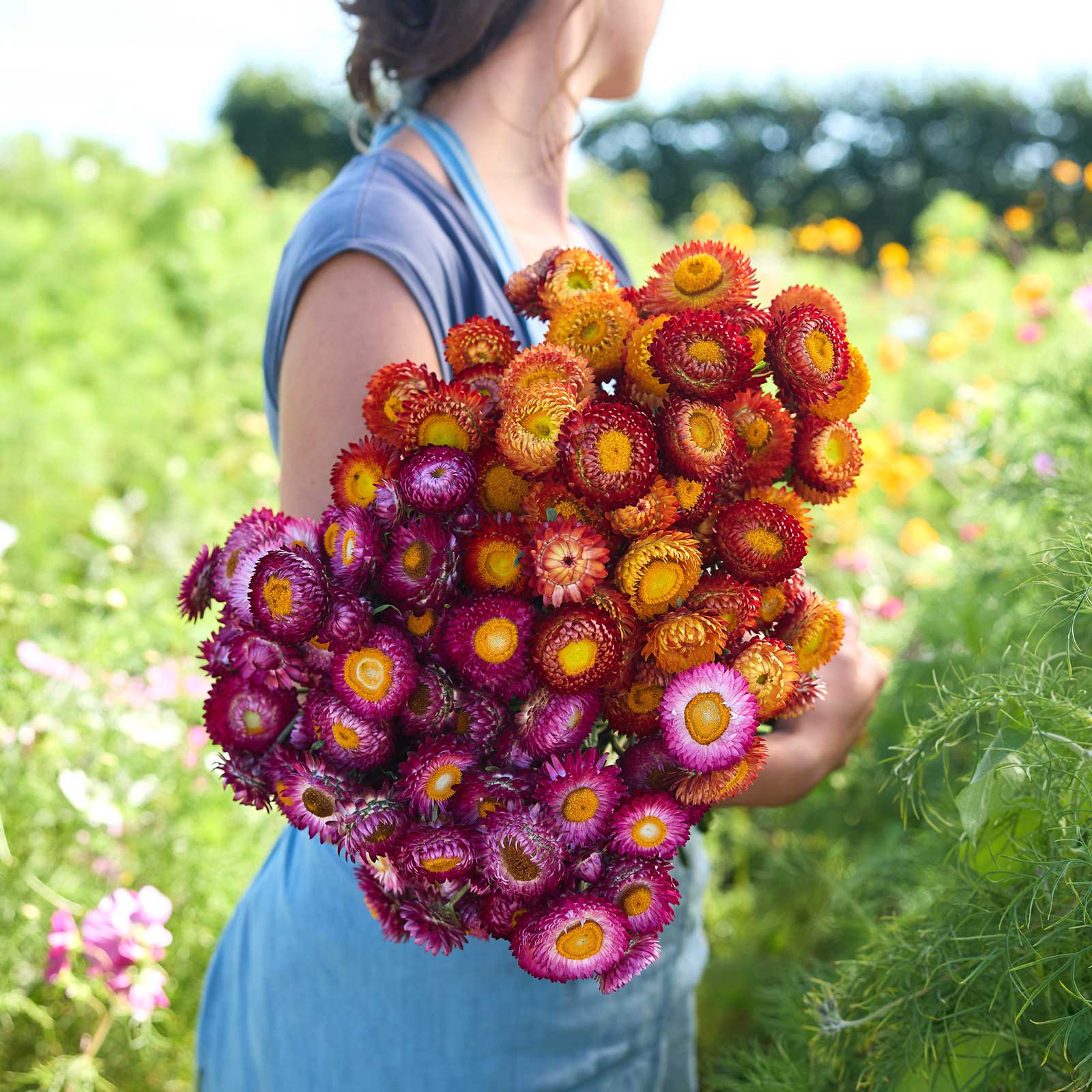 Person holding a bouquet of colorful flowers from the strawflower autumn shades bundle in a natural setting