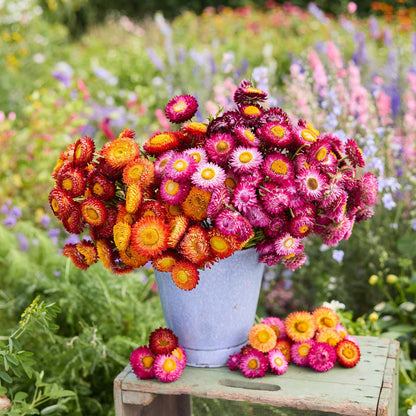 A bouquet of colorful flowers from the strawflower autumn shades bundle in a natural setting