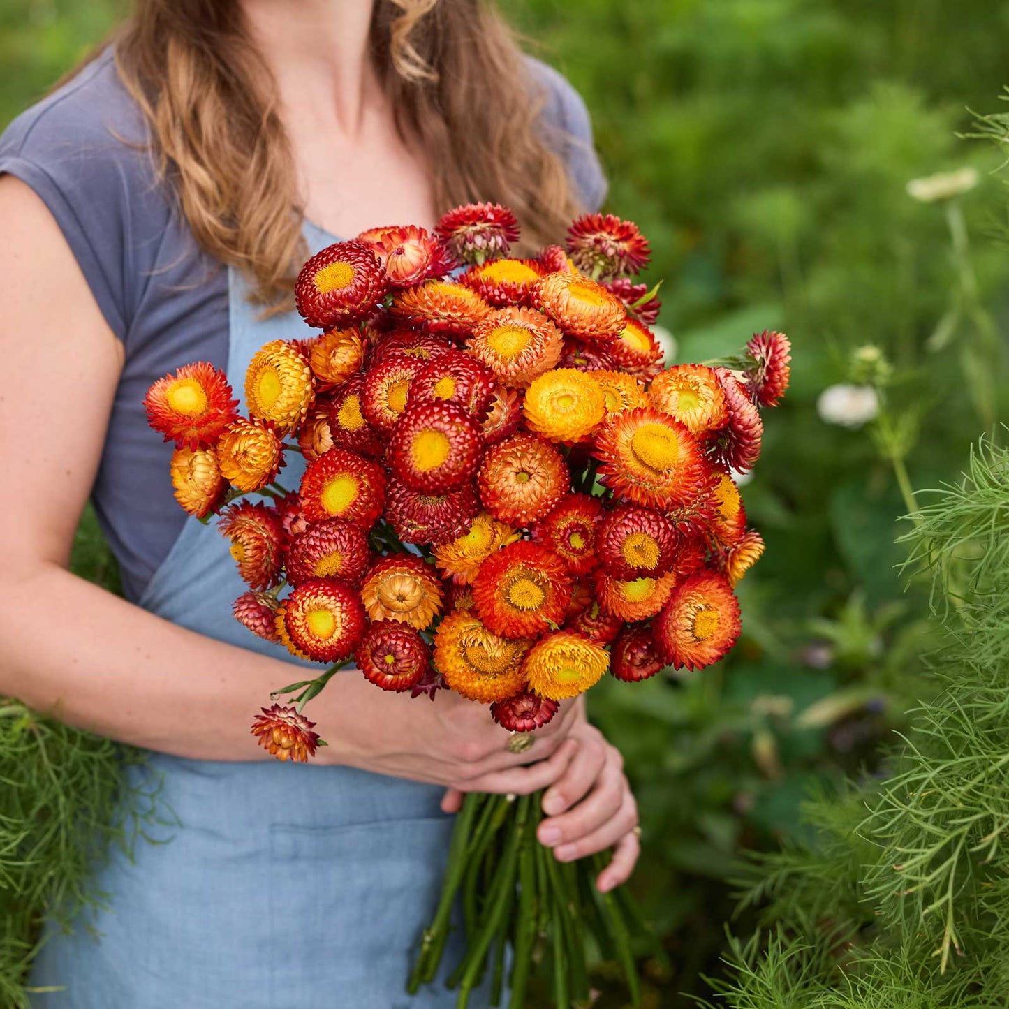 Person holding a bouquet of orange red flowers from the strawflower autumn shades bundle in a natural setting