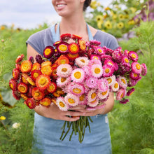 Person holding a bouquet of colorful flowers from the strawflower passion shades bundle in a natural setting