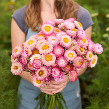 Person holding a bouquet of colorful flowers from the strawflower passion shades bundle in a natural setting