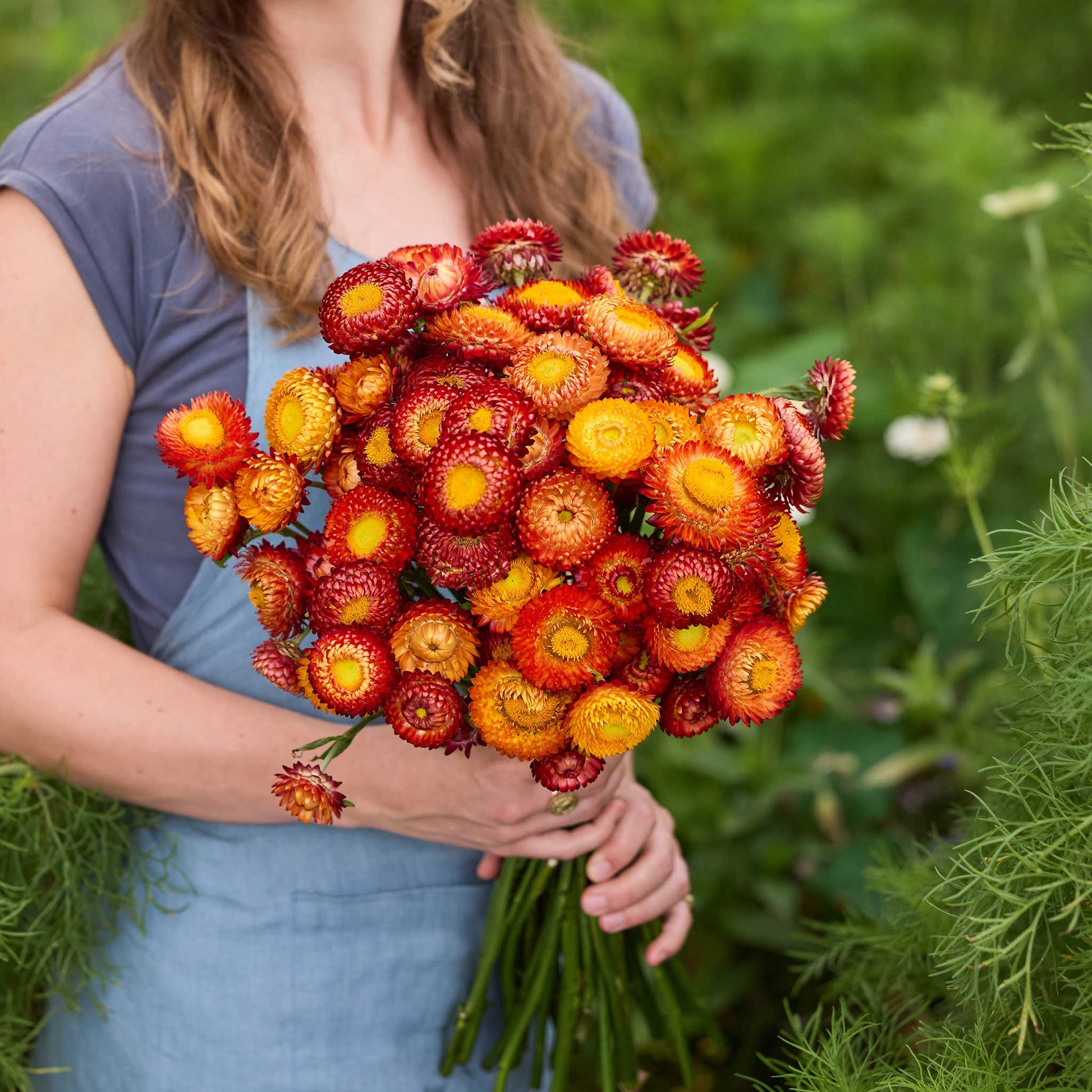 Person holding a bouquet of colorful flowers from the strawflower passion shades bundle in a natural setting