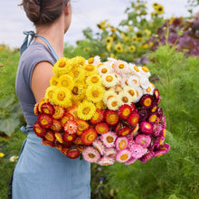 Person holding a bouquet of colorful flowers from the strawflower signature bundle in a natural setting