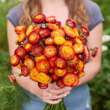 A person holding a bouquet of strawflower copper red in a garden setting.