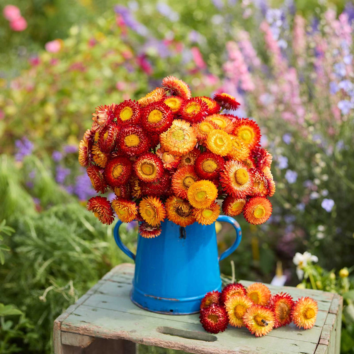 A bouquet of strawflower copper red displayed in a blue vase in a garden setting.