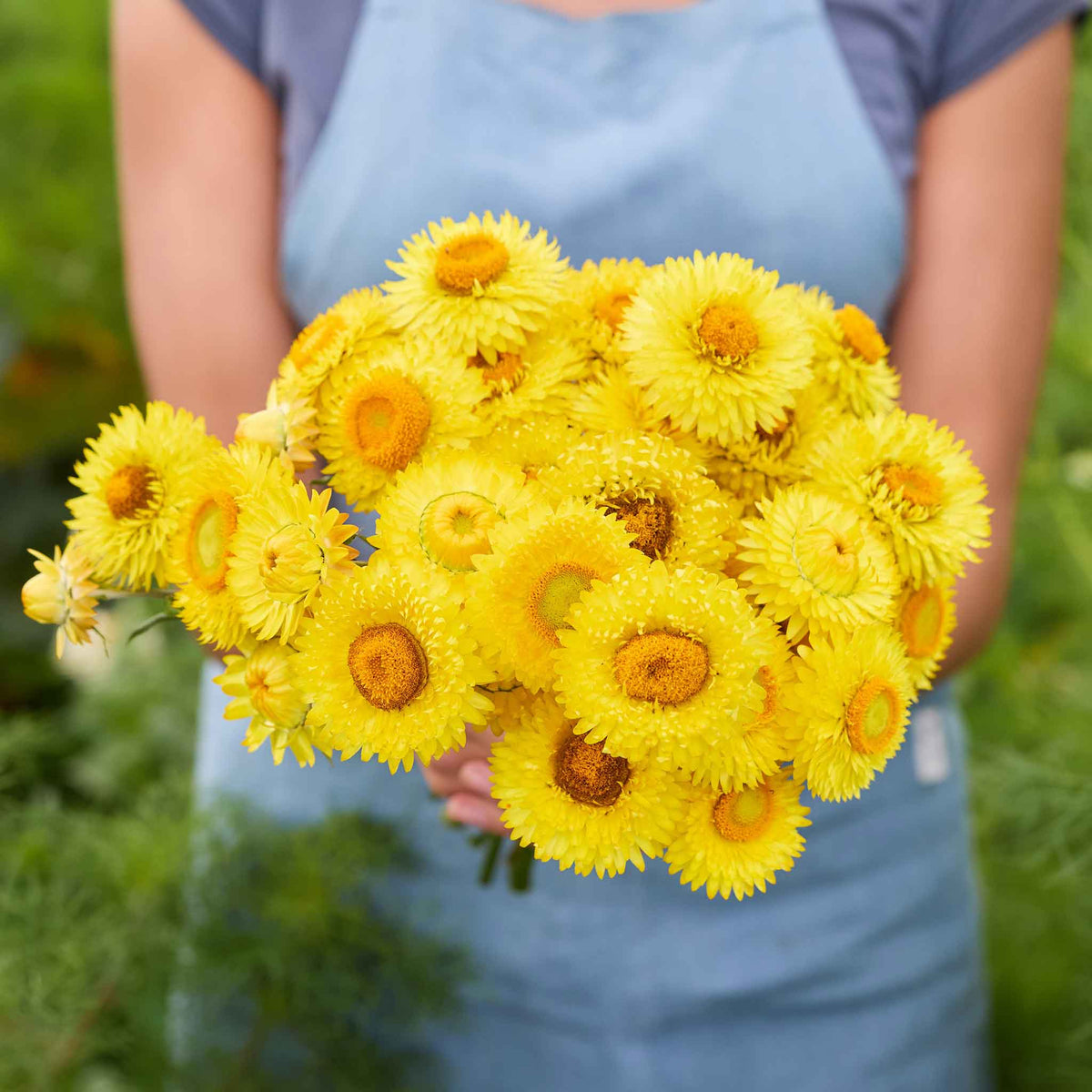 Person holding a bouquet of golden yellow strawflowers with a blurred green background