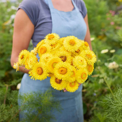 Person holding a bouquet of golden yellow strawflowers with a blurred green background