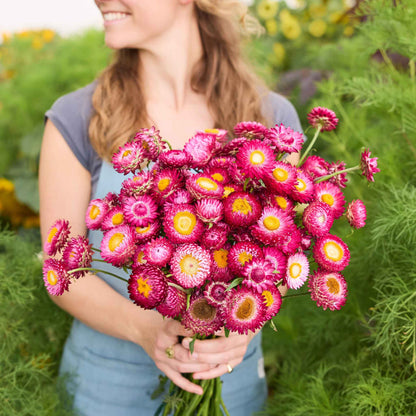 Person holding a bouquet of purple red  strawflowers in a garden setting