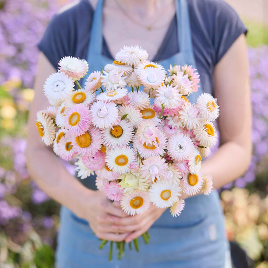 Strawflower silvery rose white blooms held by person against a blurred background
