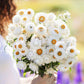 Strawflower white soft white flowers held by person against a blurred background