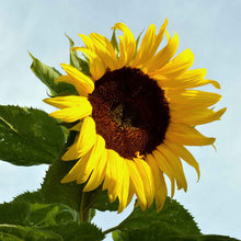 Large dark black russian sunflower head with many seeds on a natural green backdrop