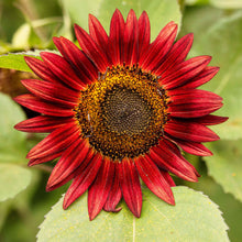 Deep red chocolate sunflower head on a natural green and red garden backdrop